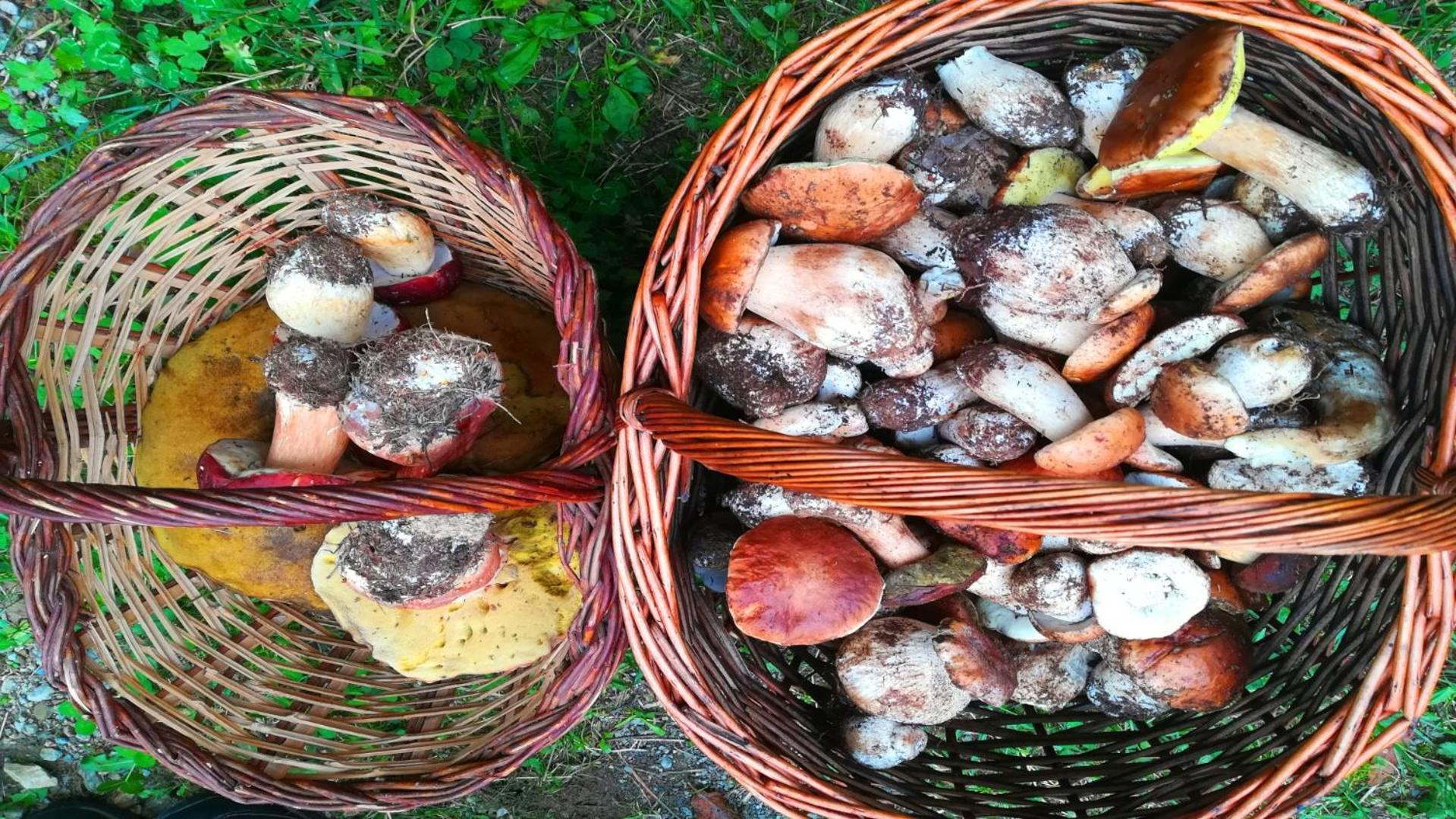 El Descans De L'Oreneta Camprodon Eksteriør bilde